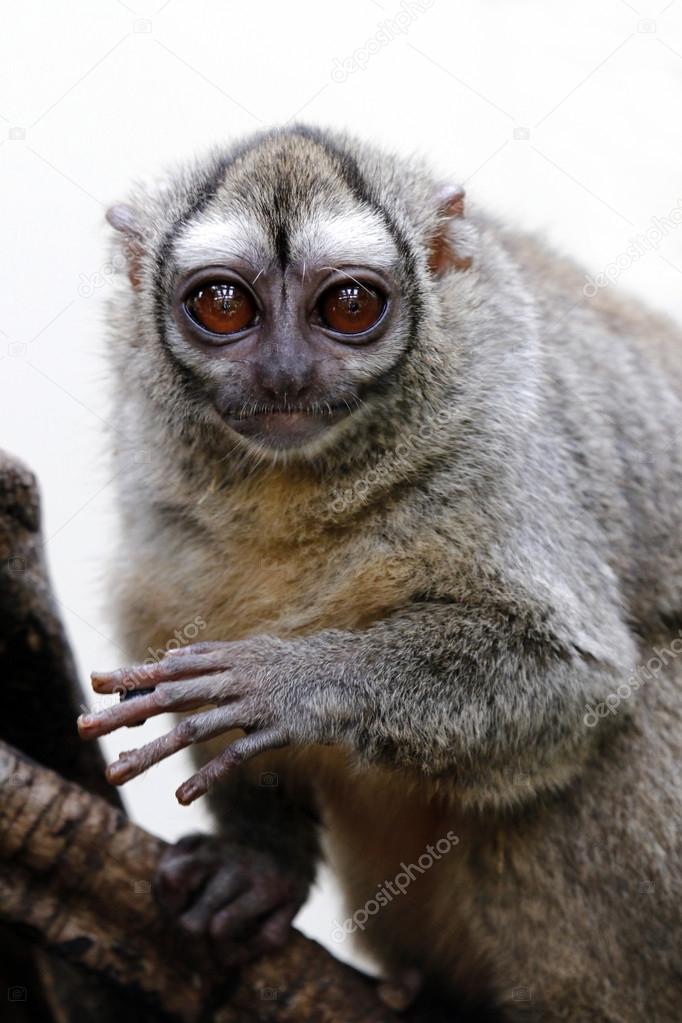 Gray-bellied night monkey