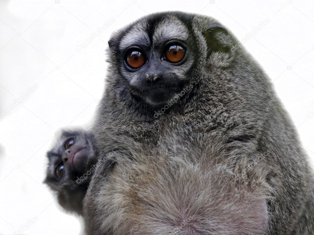 Monos nocturnos de vientre gris — Foto de stock #72193449 © EBFoto