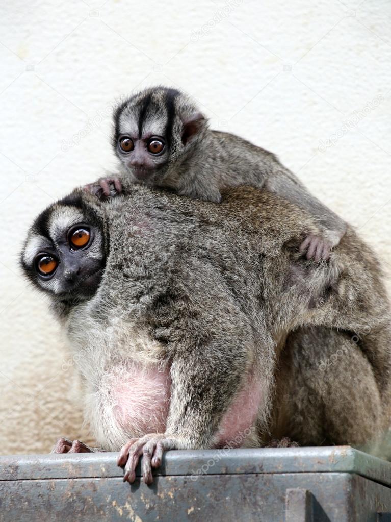Owl monkeys in the zoo Stock Photo by ©EBFoto 72193851