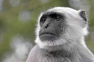 Hanuman Langur yakın çekim