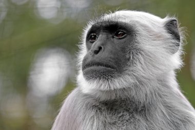 Hanuman Langur yakın çekim