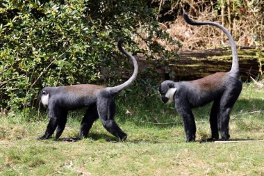 Çimenlerin üzerinde oynarken Cercopithecus lhoesti