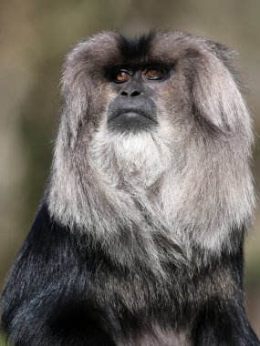 Wanderoo macaca açık