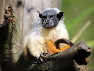 dalı mantled pembe maymun