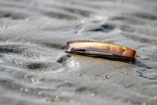 Shell på stranden i Nederländerna — Stockfoto