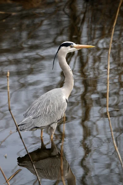 Blue Heron ve vodě — Stock fotografie