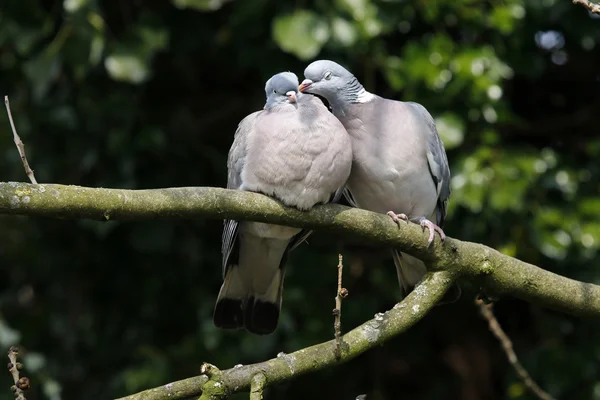 Zwei Tauben in der Liebe — Stockfoto