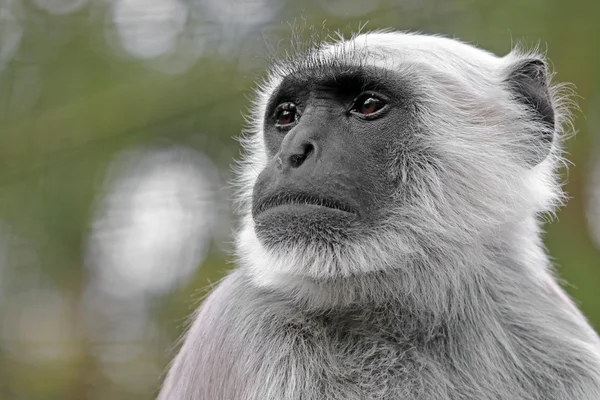 Zbliżenie Hanuman Langur — Zdjęcie stockowe