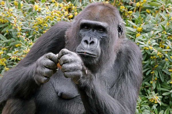 Ein fressendes Gorillaweibchen — Stockfoto