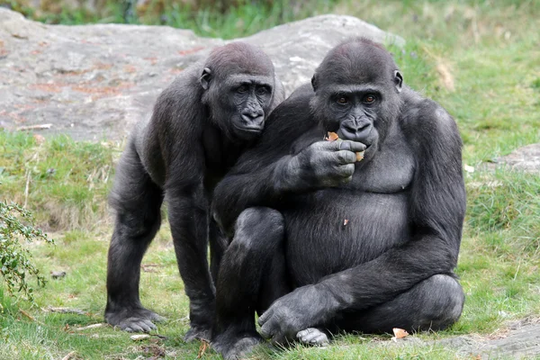 Gorilla ül a fűben — Stock Fotó