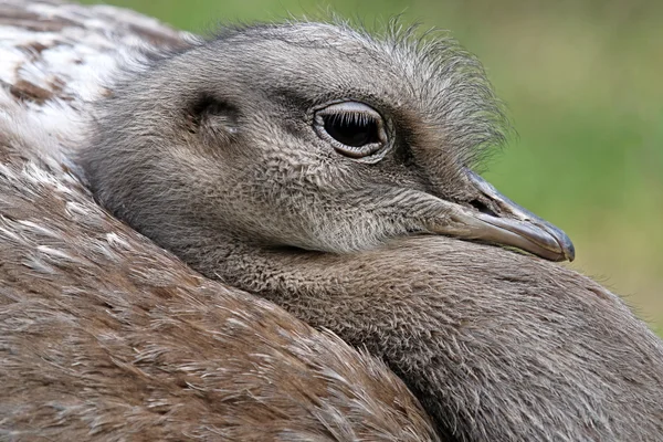 Ute Nandu bird — Stock Photo, Image