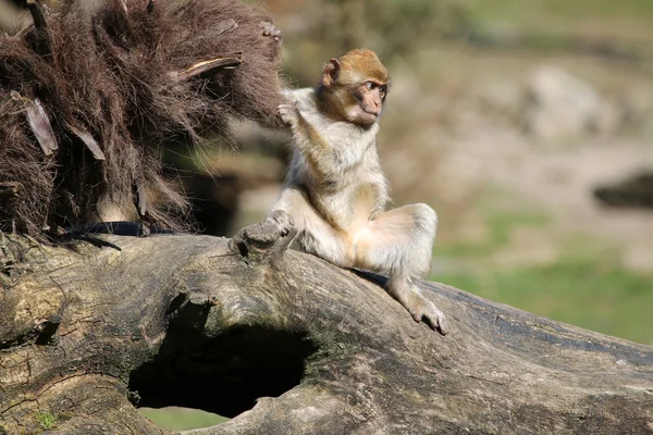 Młoda małpa Berber — Zdjęcie stockowe
