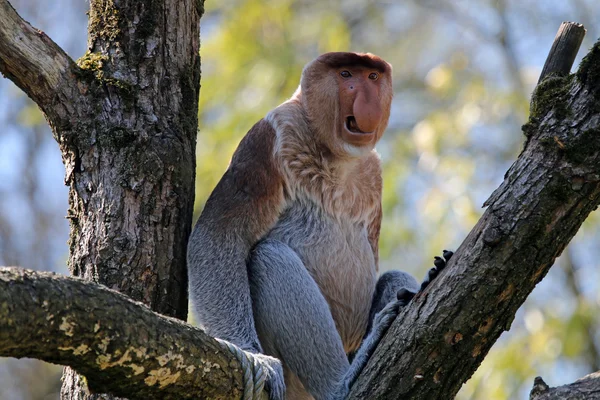 Probescis Monkey sitting on tree — Stock Photo, Image