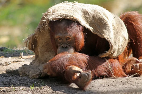 Orangutan siedzi na ziemi — Zdjęcie stockowe