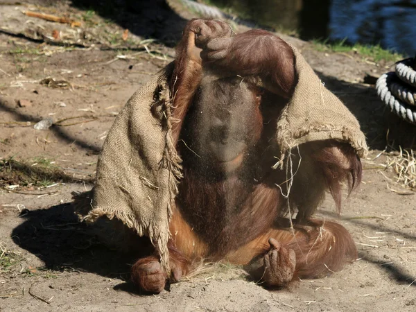 Orangutan sedící na zemi — Stock fotografie