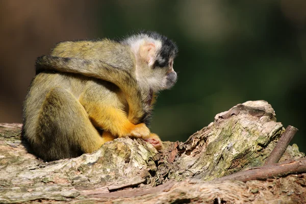 Mono ardilla en rama — Foto de Stock