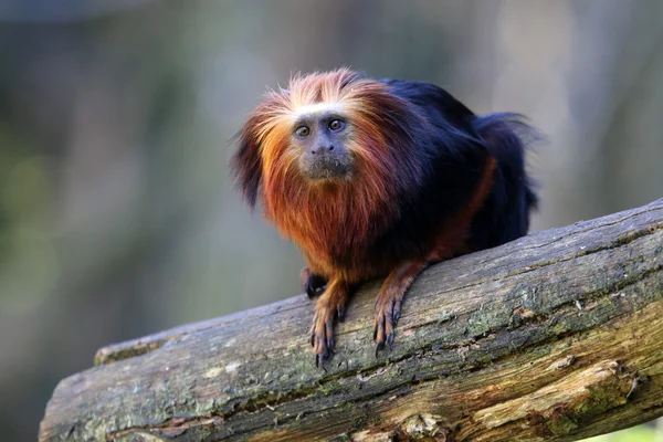 León tamarin en el tronco — Foto de Stock