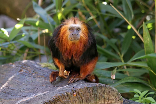 Lion tamarin sur la bûche — Photo