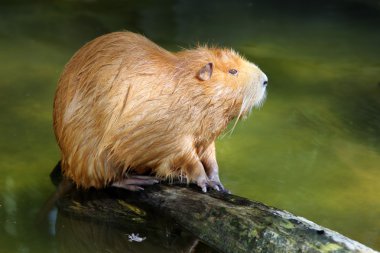 Ahşap dalda beverrat