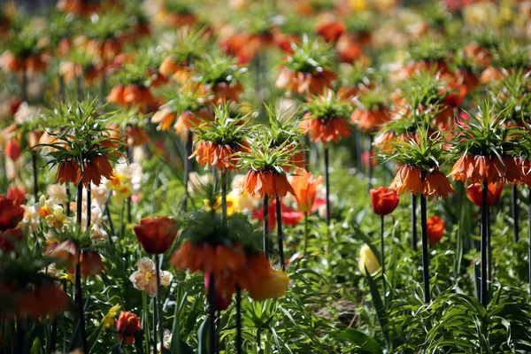 Flores corona imperial — Foto de Stock