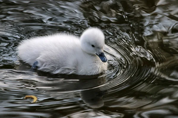 Bebé cisne de cuello negro — Foto de Stock