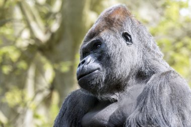 black Silverback portrait