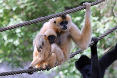 Two Gibbons on rope clipart