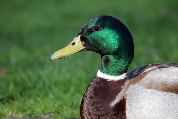 Drake duck on grass — Stock Photo, Image