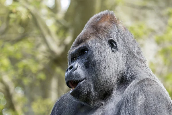 Black Silverback portrait — Stock Fotó