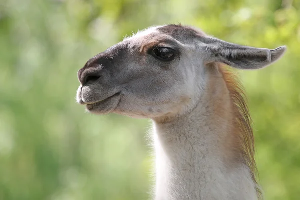Cute lama portrait — Stock Photo, Image