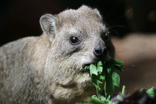 Hyrax manger de l'herbe — Photo