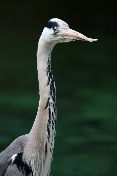 Blue Heron vogel — Stockfoto