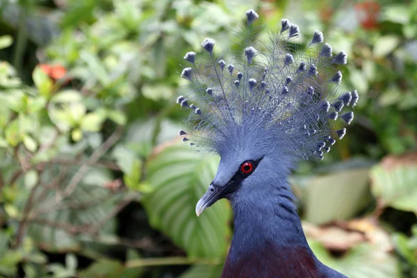 Beauty crowned Pigeon — Zdjęcie stockowe