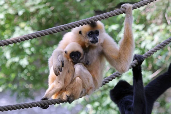 Two Gibbons on rope — Stockfoto