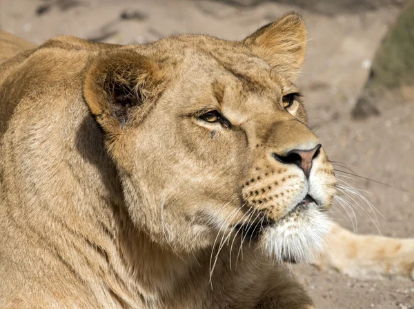 Lioness lying on the ground — Stock Photo, Image