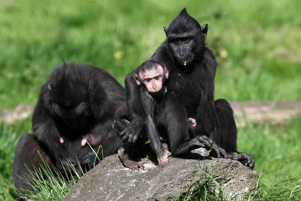 Familia de macacos crestados — Foto de Stock