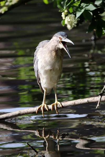 Blue heron above the water — Stockfoto