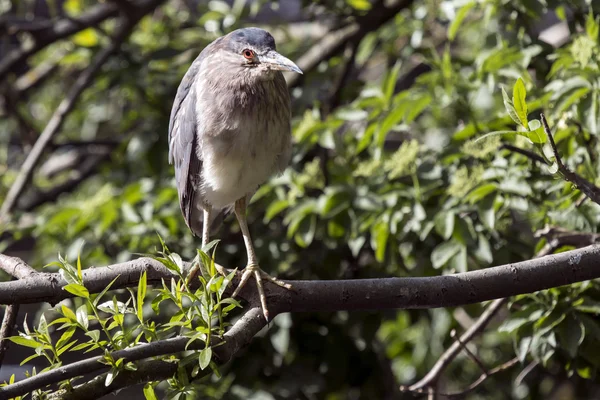 Blue heron op de boom — Stockfoto