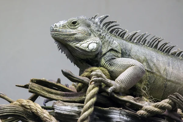 Iguana na árvore com corda — Fotografia de Stock