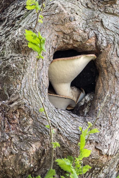 Big mushroom in tree — Zdjęcie stockowe