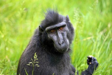 Tepeli makak yakın çekim