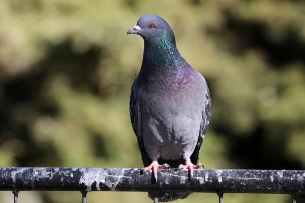 Single pigeon on fence — Stock Photo, Image