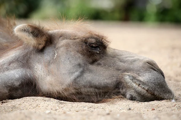 Camel sleeping on the sand — Stock Photo, Image