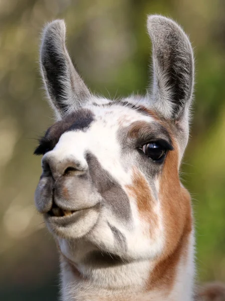 Lama-Porträt aus nächster Nähe — Stockfoto