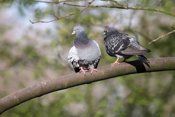 Zwei graue Tauben — Stockfoto