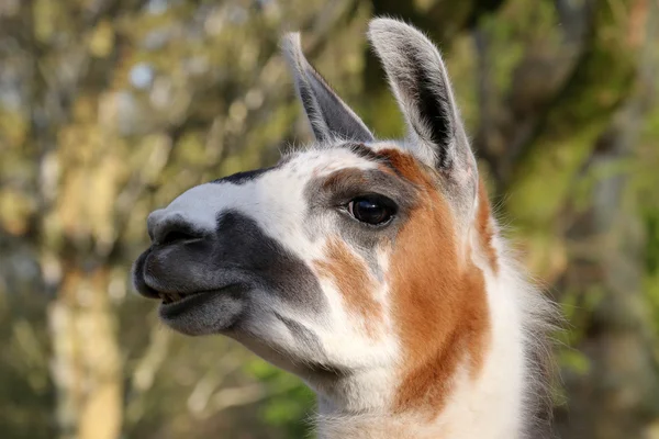 Lama porträtt på nära håll — Stockfoto