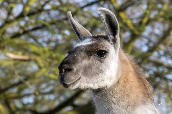 Lama portret close-up — Stockfoto