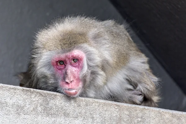 Japanese macaque portrait — Stock Photo, Image