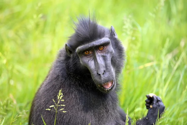 Macaco crestado de cerca — Foto de Stock