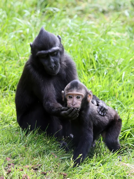 Deux macaques crêpés — Photo